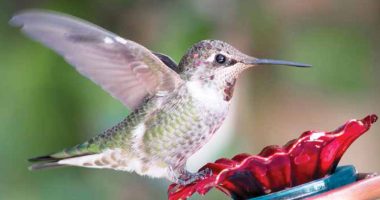 Front cover for Lo que hacen los pájaros by Elena Castro; Barbara Flores; Eddie Hernandez