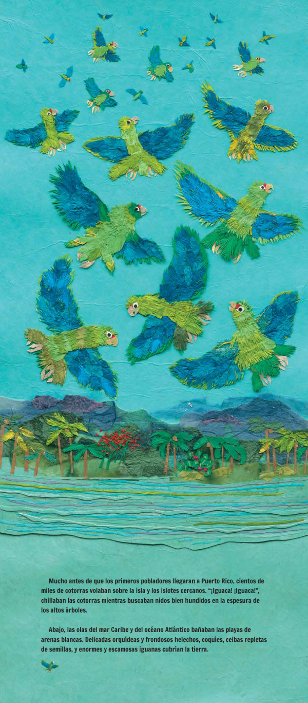 Interior spread #2 for Cotorras sobre Puerto Rico by Susan L. Roth; Cindy Trumbore and Susan L. Roth