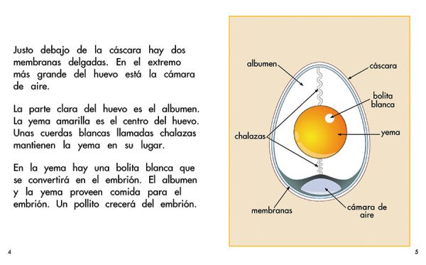 Interior spread #2 for Del huevo al pollito by Barbara Flores; Elena Castro; Eddie Hernández and Michael Ramirez; Mary Ramírez-Greene