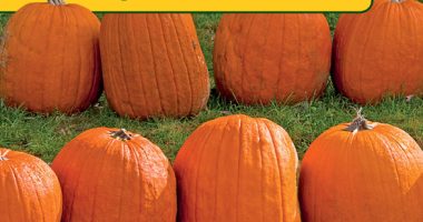 Front cover for ¡A contar calabazas! by Ellen Senisi and Ellen B. Senisi