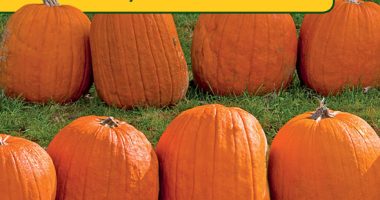 Front cover for Counting Pumpkins by Ellen Senisi and Ellen B. Senisi