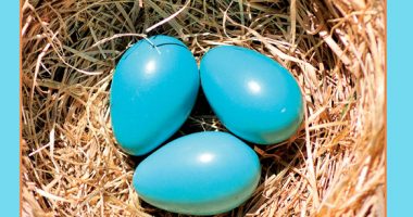 Front cover for Eggs, Eggs, Eggs by Aamir Lee Bermiss