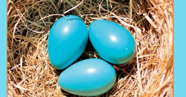 Front cover for Huevos, huevos, huevos by Aamir Lee Bermiss