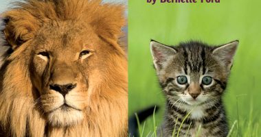 Front cover for Big Cats, Little Cats by Bernette Ford