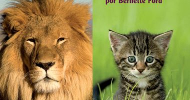 Front cover for Gatos grandes, gatos pequeños by Bernette Ford