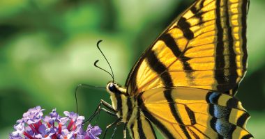 Front cover for En busca de insectos by Barbara M. Flores; Elena Castro; Eddie Hernández