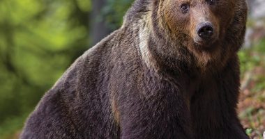 Front cover for Los osos by Barbara M. Flores; Elena Castro; Eddie Hernández