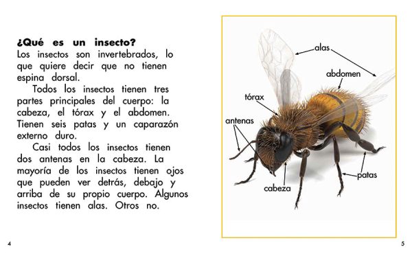 Interior spread #2 for En busca de insectos by Barbara Flores; Elena Castro; Eddie Hernández