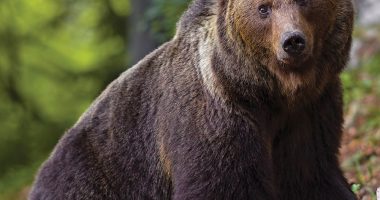 Front cover for Bears by Barbara M. Flores; Elena Castro; Eddie Hernández