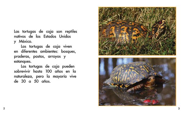 Interior spread #1 for Las tortugas de caja by Barbara Flores; Elena Castro; Eddie Hernández