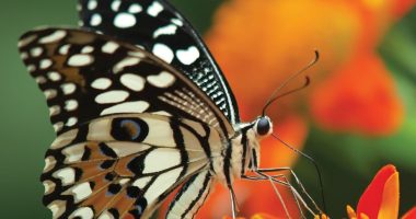 Front cover for ¿Dónde viven los insectos? by Barbara M. Flores; Elena Castro; Eddie Hernández