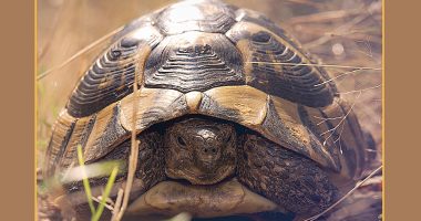Front cover for Box Turtles by Barbara M. Flores; Elena Castro; Eddie Hernández