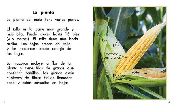 Interior spread #2 for El maíz: planta de las Américas by Barbara Flores; Elena Castro; Eddie Hernández