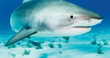 Front cover for Sharks by Barbara M. Flores; Elena Castro; Eddie Hernández