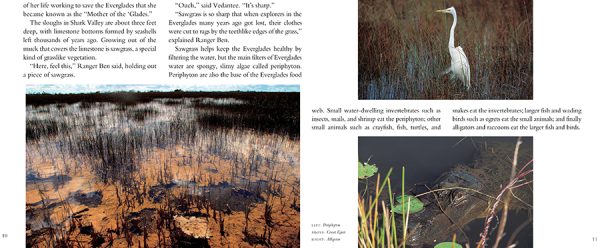 Interior spread #3 for Everglades Forever by Trish Marx and Cindy Karp