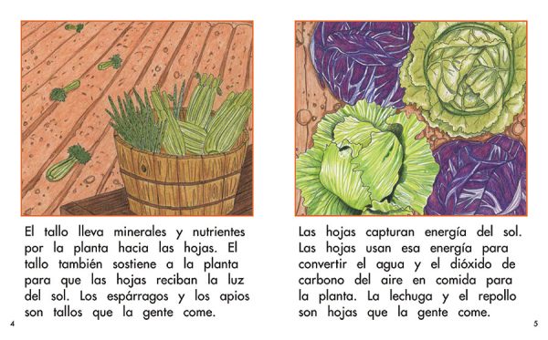 Interior spread #2 for Las partes de una planta by Barbara Flores; Elena Castro; Eddie Hernández and Michael Ramirez; Mary Ramírez-Greene