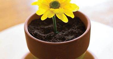 Front cover for The Flower by Elena Castro; Barbara Flores; Eddie Hernandez