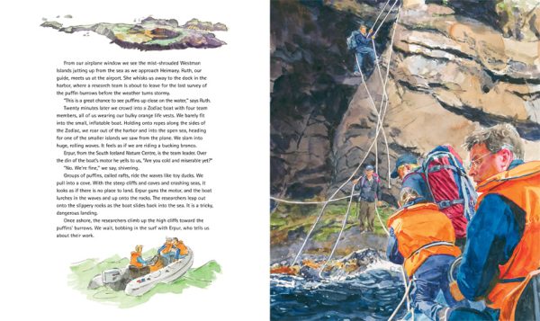 Interior spread #2 for Puffling Patrol by Ted Lewin; Betsy Lewin and Ted Lewin; Betsy Lewin