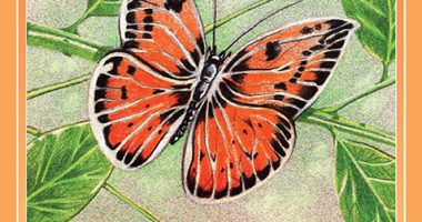 Front cover for La mariposa by Elena Castro; Barbara Flores; Eddie Hernandez and Michael Ramirez