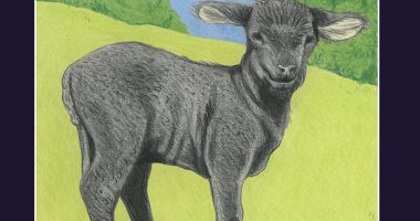 Front cover for Borreguita negra by Barbara M. Flores; Elena Castro; Eddie Hernández and Michael Ramirez; Mary Ramírez-Greene