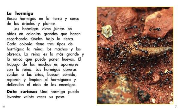 Interior spread #3 for En busca de insectos by Barbara Flores; Elena Castro; Eddie Hernández