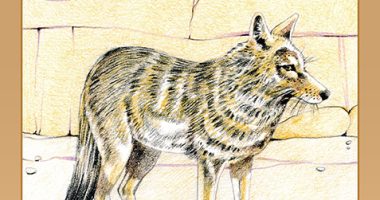 Front cover for In the Desert by Elena Castro; Barbara Flores; Eddie Hernandez and Michael Ramirez