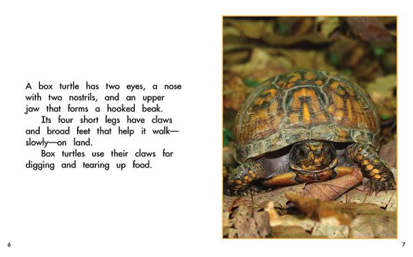 Interior spread #3 for Box Turtles by Barbara Flores; Elena Castro; Eddie Hernández