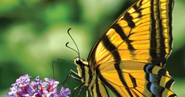 Front cover for Looking for Insects by Barbara M. Flores; Elena Castro; Eddie Hernández