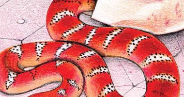 Front cover for What Hatches from an Egg? by Elena Castro; Barbara M. Flores; Eddie Hernández and Michael Ramirez; Mary Ramírez-Greene