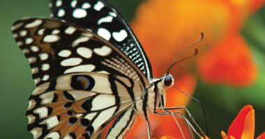 Front cover for Where Do Insects Live? by Barbara M. Flores; Elena Castro; Eddie Hernández