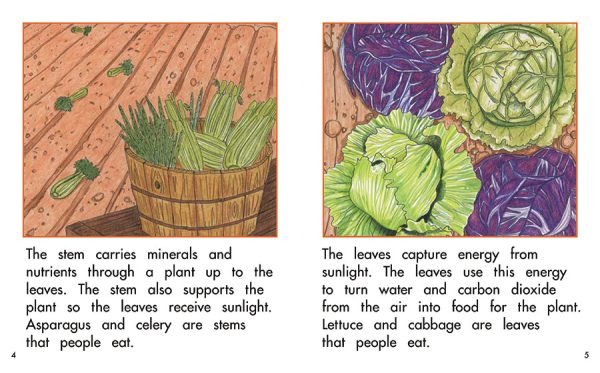 Interior spread #2 for The Parts of a Plant by Barbara Flores; Elena Castro; Eddie Hernández and Michael Ramirez; Mary Ramírez-Greene