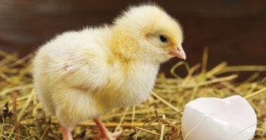 Front cover for From Egg to Chick by Barbara M. Flores; Elena Castro; Eddie Hernández and Michael Ramirez; Mary Ramírez-Greene