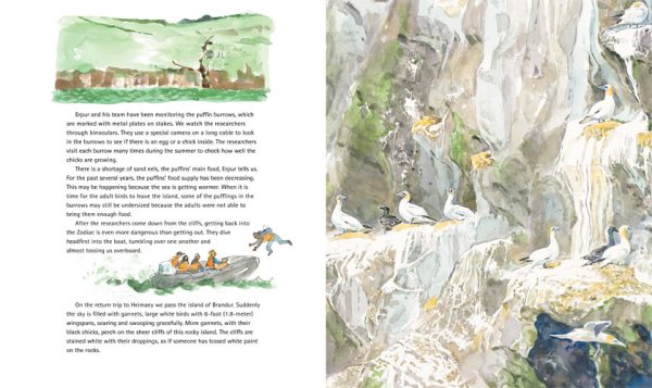 Interior spread #1 for Puffling Patrol by Ted Lewin; Betsy Lewin and Ted Lewin; Betsy Lewin