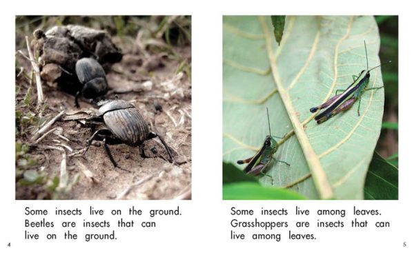 Interior spread #3 for Where Do Insects Live? by Barbara Flores; Elena Castro; Eddie Hernández