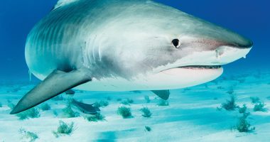 Front cover for Los tiburones by Barbara M. Flores; Elena Castro; Eddie Hernández