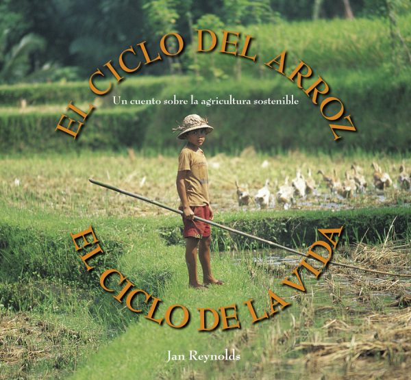 Front cover for El ciclo del arroz, el ciclo de la vida by Jan Reynolds and Jan Reynolds