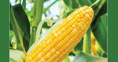 Front cover for Maize: Plant of the Americas by Barbara M. Flores; Elena Castro; Eddie Hernández